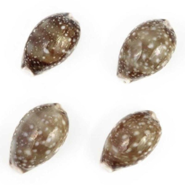 Coquillage cypraea vitellus - 4 à 6 cm - Lot de 5 - Photo n°5