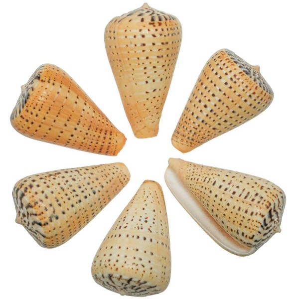 Coquillage conus betulinus - Taille 6 à 9 cm. - Photo n°2