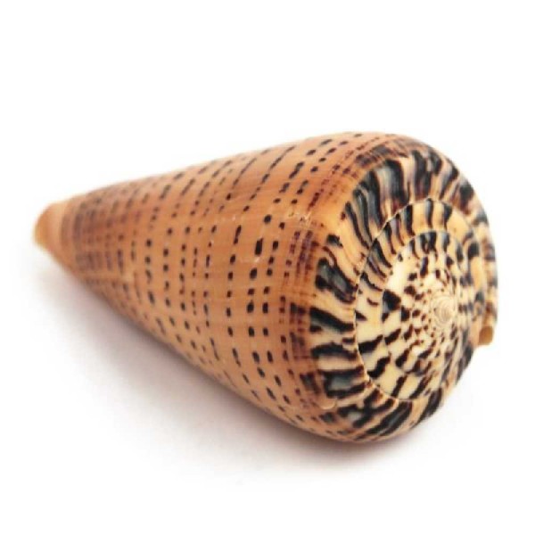 Coquillage conus betulinus - Taille 6 à 9 cm. - Photo n°4