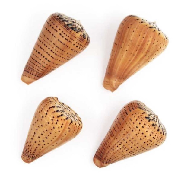 Coquillage conus betulinus - Taille 6 à 9 cm. - Photo n°5