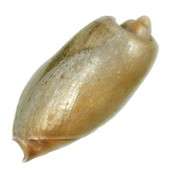 Coquillage cymbium olla - Taille 7 à 9 cm. - Photo n°2