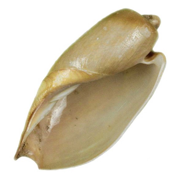Coquillage cymbium olla - Taille 7 à 9 cm. - Photo n°3