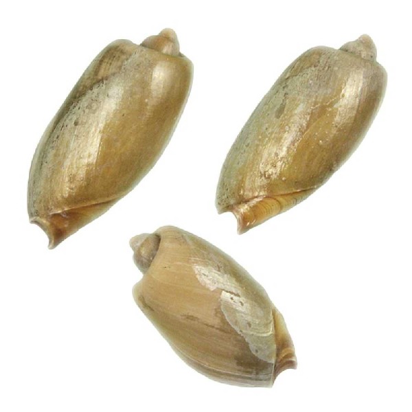 Coquillage cymbium olla - Taille 7 à 9 cm. - Photo n°4