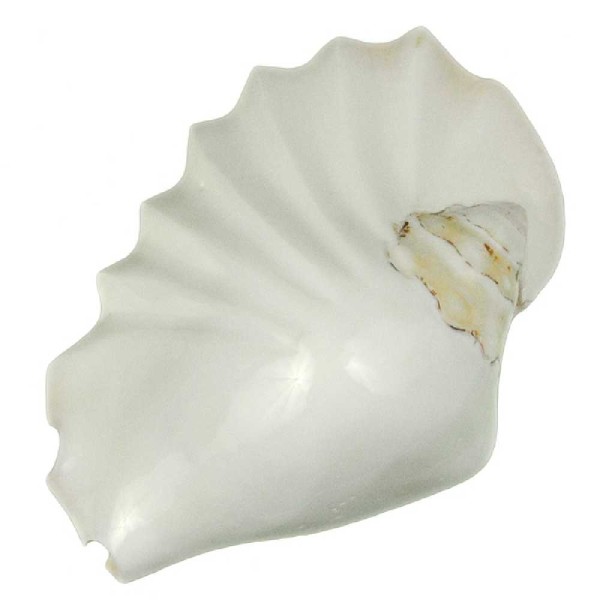Coquillage strombus latissimus plissé blanc poli - Taille 14 à 16 cm. - Photo n°2