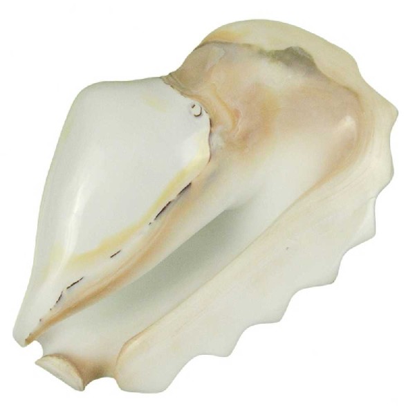 Coquillage strombus latissimus plissé blanc poli - Taille 14 à 16 cm. - Photo n°3