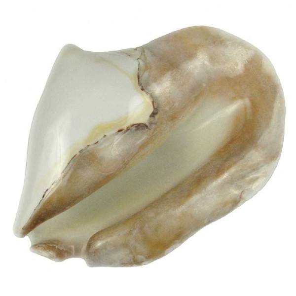 Coquillage strombus latissimus blanc poli - Taille 13 à 16 cm. - Photo n°3