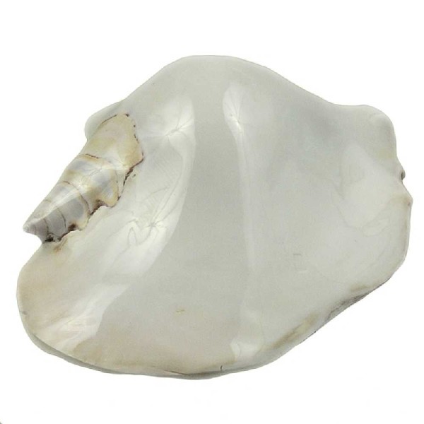 Coquillage strombus latissimus blanc poli - Taille 13 à 16 cm. - Photo n°5