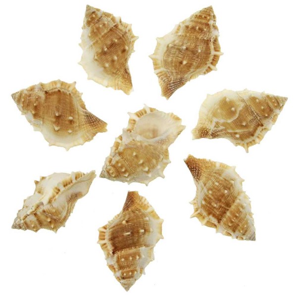 Coquillages bursa spinosa - 7 à 9 cm - Lot de 3. - Photo n°2