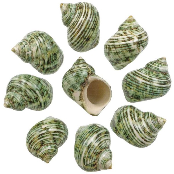 Coquillages turbo crassus verts polis - 5 à 7 cm - Lot de 2. - Photo n°2