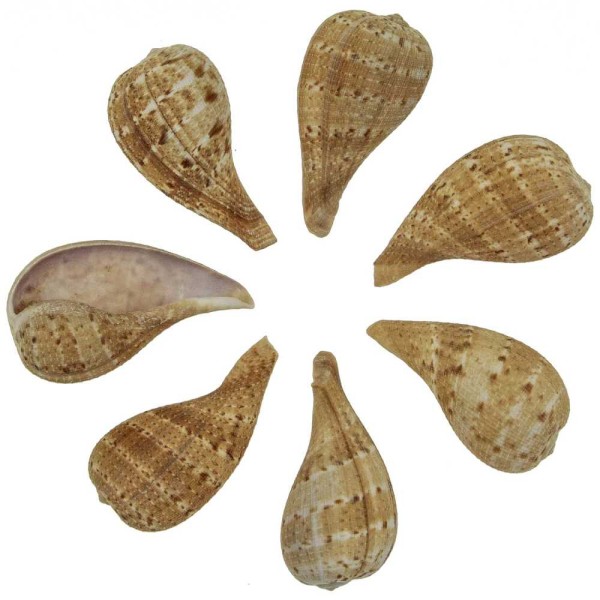 Coquillages ficus subintermedia - 5 à 7 cm - Lot de 5. - Photo n°1