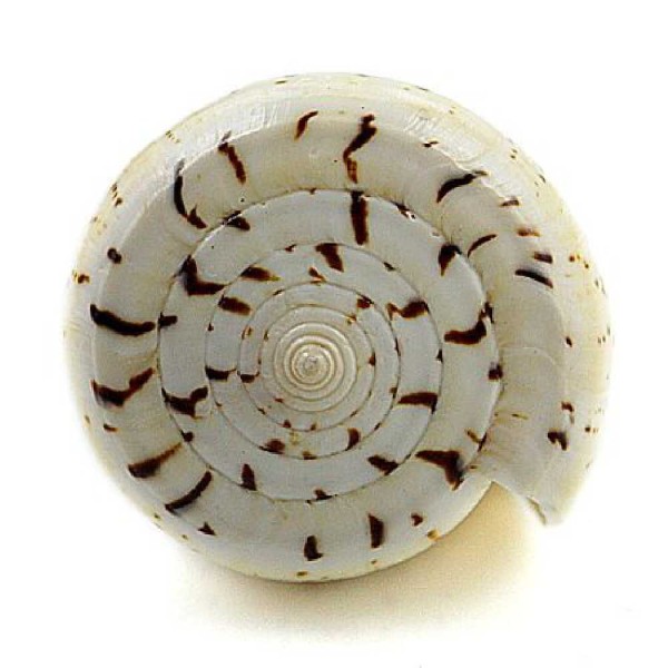 Coquillage conus betulinus blanc poli - Taille 8 à 9 cm. - Photo n°4