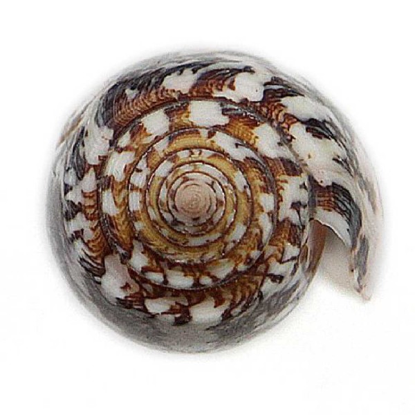 Coquillage conus striatus - Taille 9 à 10 cm. - Photo n°4