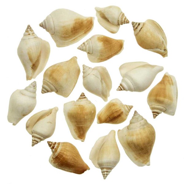 Coquillages strombus canarium - 4 à 6 cm - Lot de 10. - Photo n°2