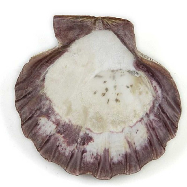 Coquillage pecten subnodosus violet poli - Lot de 2 - Taille 11 à 13 cm. - Photo n°3