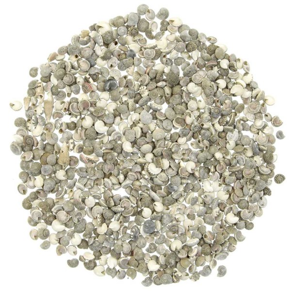Coquillages umbonium gris - 0.5 à 1 cm - 100 grammes. - Photo n°2