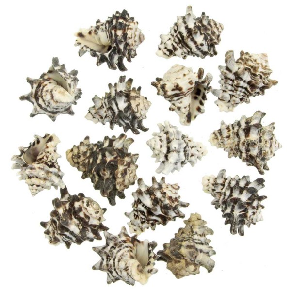 Coquillages vasum turbinellus - 5 à 8 cm - Lot de 2. - Photo n°2