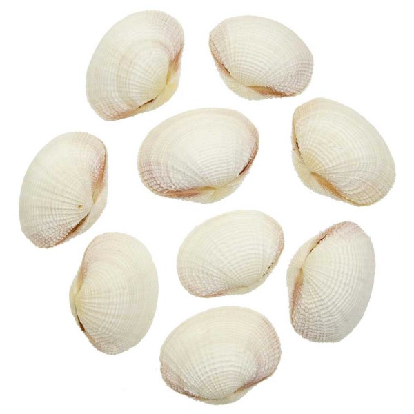 Coquillages fimbria fimbriata entiers - 5 à 7 cm - Lot de 4. - Photo n°2
