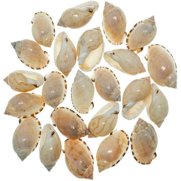 Coquillages casmaria erinaceus - 3 à 4 cm - Lot de 10. - Photo n°2