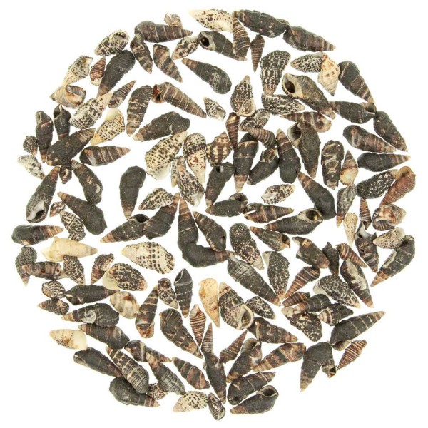 Coquillages nassarius trivittatus - 1 à 3 cm - 100 grammes. - Photo n°2