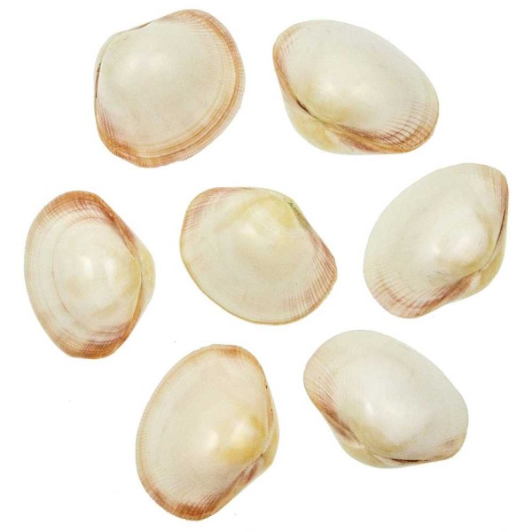 Coquillages fimbria fimbriata polis entiers - 6 à 8 cm - Lot de 5. - Photo n°2