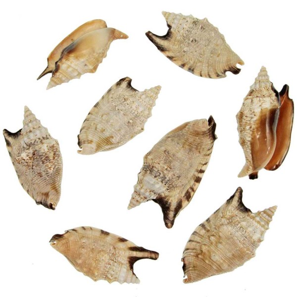 Coquillages strombus aratrum - 7 à 9 cm - Lot de 2. - Photo n°1