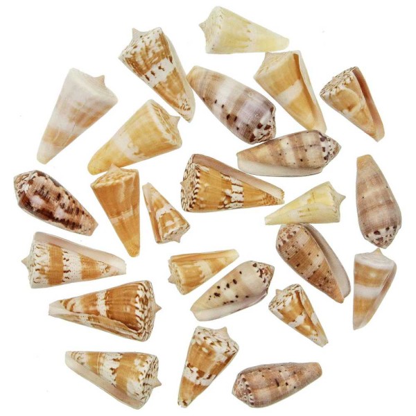 Coquillages conus voluminaris - 3 à 5 cm - Lot de 4. - Photo n°1