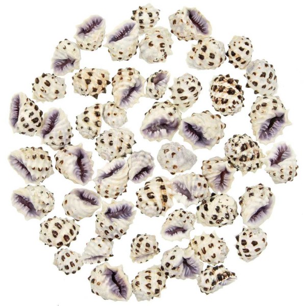 Coquillages drupa morum violets - 2.5 à 3.5 cm - Lot de 5. - Photo n°2
