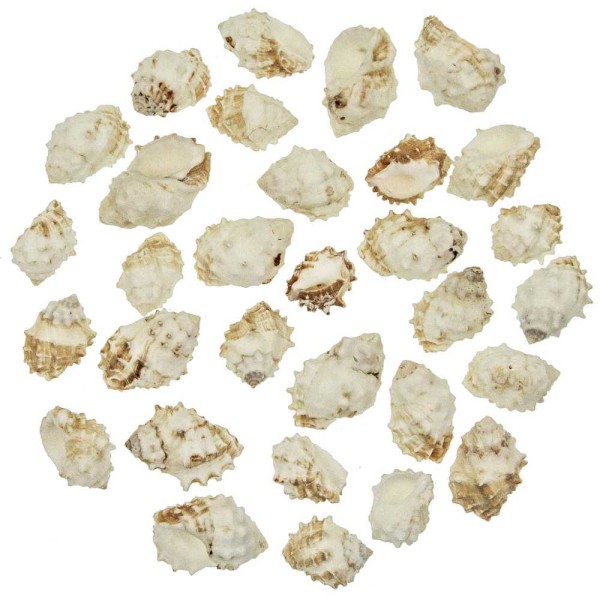 Coquillages drupa morum blancs - 3 à 4 cm - Lot de 5. - Photo n°2