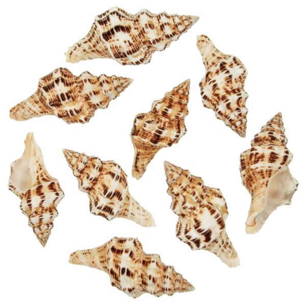 Coquillages latirus polygonus - 7 à 10 cm - Lot de 2. - Photo n°2