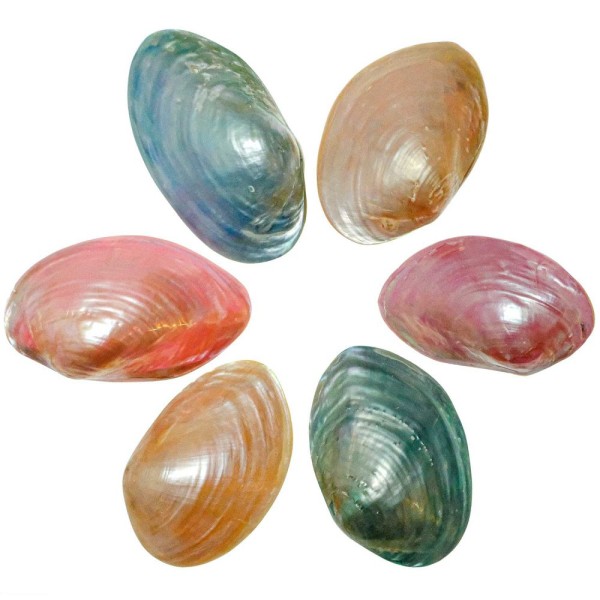 Coquillages mussel nacrés polis colorés entiers - 7 à 9 cm - Lot de 2. - Photo n°2
