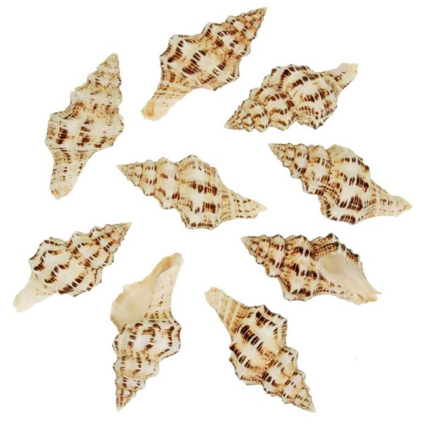 Coquillages fasciolaria belcheri - 6 à 8 cm - Lot de 2. - Photo n°2