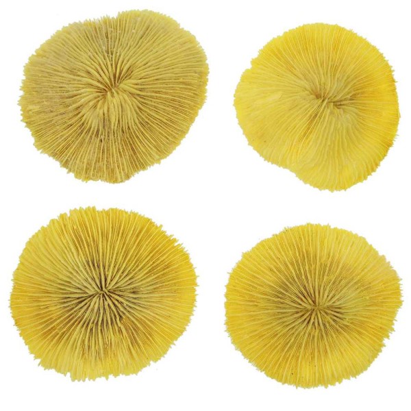 Corail fungia fungites jaune - Taille 10 à 12 cm. - Photo n°3
