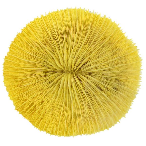 Corail fungia fungites jaune - Taille 10 à 12 cm. - Photo n°1