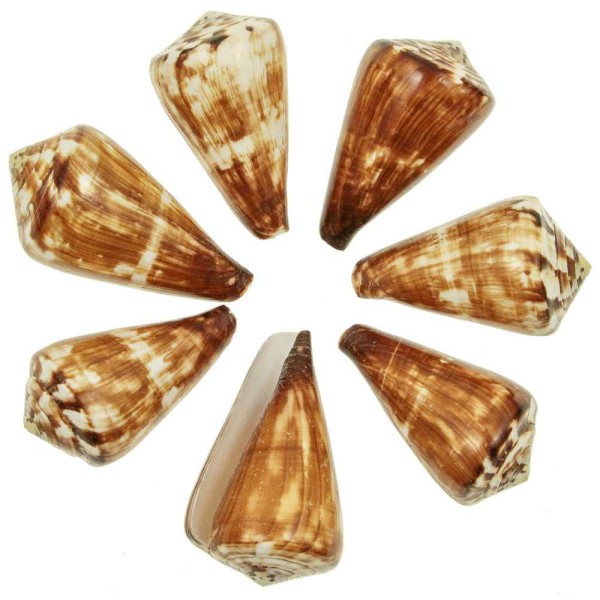 Coquillages conus vexillum polis - 8 à 10 cm - lot de 2. - Photo n°1