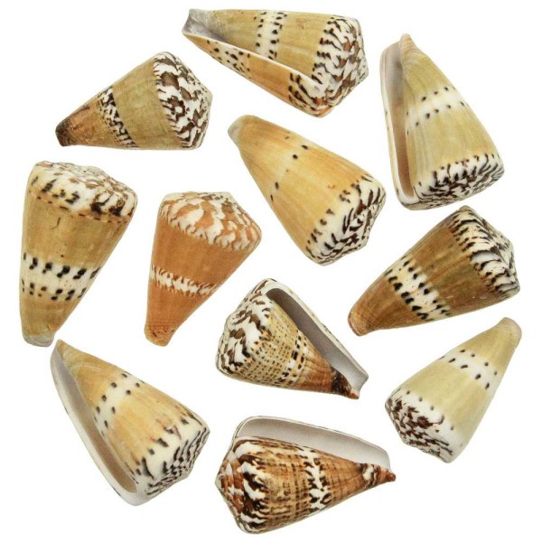 Coquillages conus capitaneus - 5 à 7 cm - Lot de 5. - Photo n°2