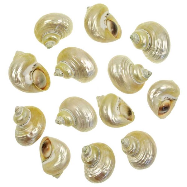 Coquillages turbo goldmouth nacrés avec opercule - 5 à 6 cm - Lot de 2. - Photo n°1