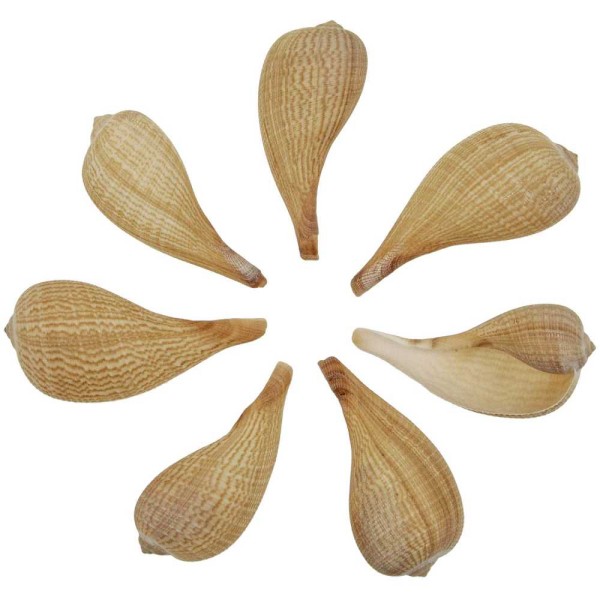 Coquillages ficus gracilis - 9 à 13 cm - Lot de 2. - Photo n°2