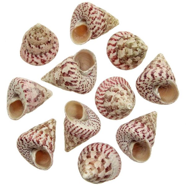 Coquillages trochus maculatus strawberry - 4 à 5 cm - Lot de 3. - Photo n°2