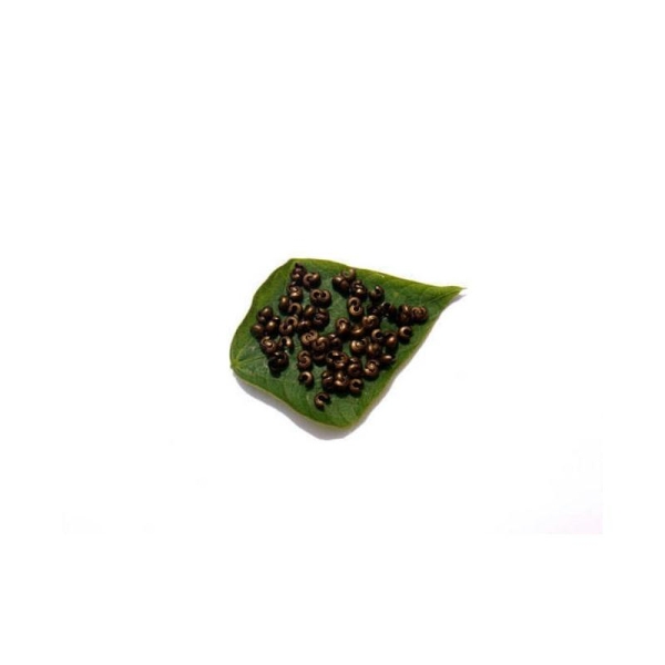 Cache perle : 100 Pièces 3 MM de diamètre couleur bronze sans nickel - Photo n°1