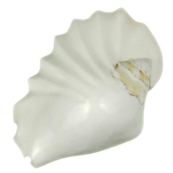 Coquillage strombus latissimus plissé blanc poli - Taille 12 à 14 cm - Photo n°2