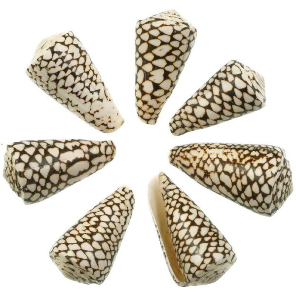 Coquillage conus marmoreus - 6 à 8 cm - Lot de 2 - Photo n°2