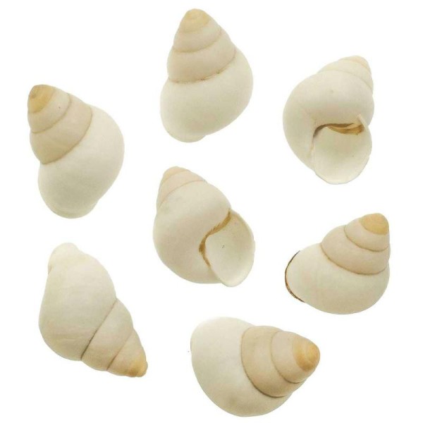 Coquillages escargots longs blancs - 4 à 6 cm - lot de 4 - Photo n°2