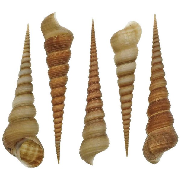 Coquillages turritella terebra - Taille 10 à 12 cm - Lot de 2. - Photo n°1