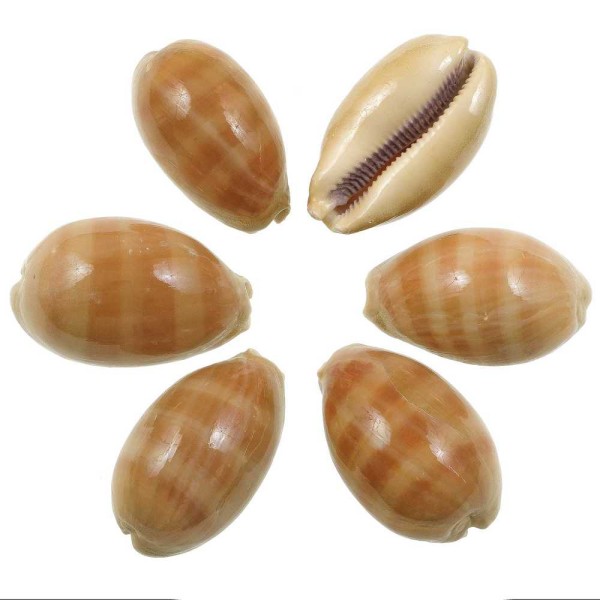 Coquillages cypraea carneola - 6 à 8 cm - A l'unité. - Photo n°2