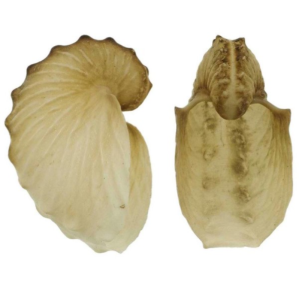 Coquillage argonaute hians - Taille 3.5 à 4.5 cm - Photo n°2