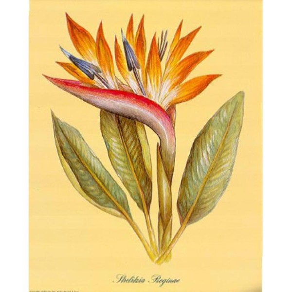 Image 3D Fleur - Fleur tropicale 24 x 30 cm - Photo n°1