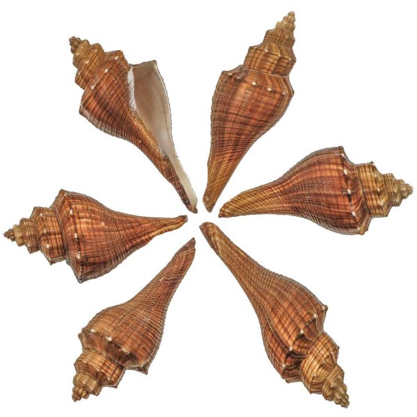 Coquillages hemifusus carinifera - 12 à 16 cm - Lot de 2. - Photo n°2