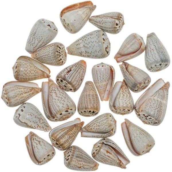 Coquillages conus glaucus - 2.5 à 3.5 cm - Lot de 5. - Photo n°2