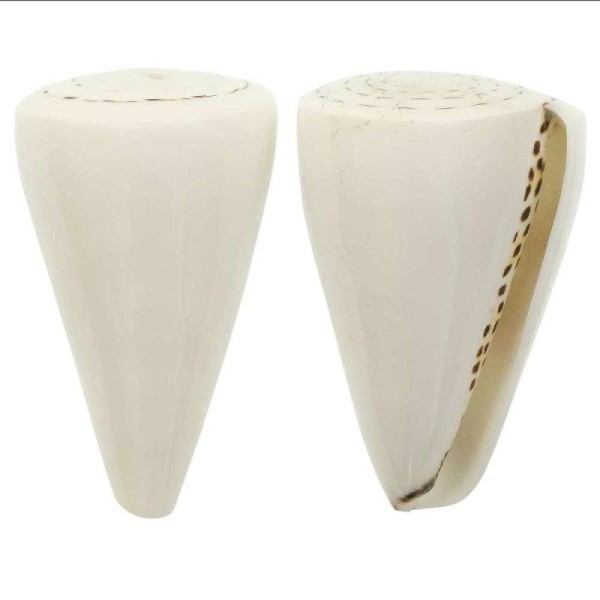 Coquillage conus litteratus blanc poli - Taille 6 à 8 cm - Photo n°2