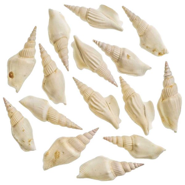 Coquillages strombus vittatus blancs - 6 à 7 cm - Lot de 5. - Photo n°2